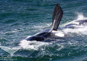 2015 Whale Viewing Season Starts June